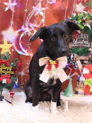 20231202ライラくん